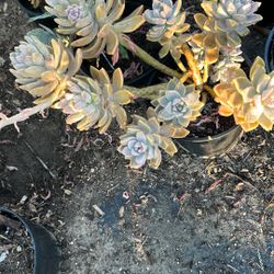 Succulent Plants
