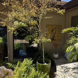 Large Ceramic Pot Includes Plant!