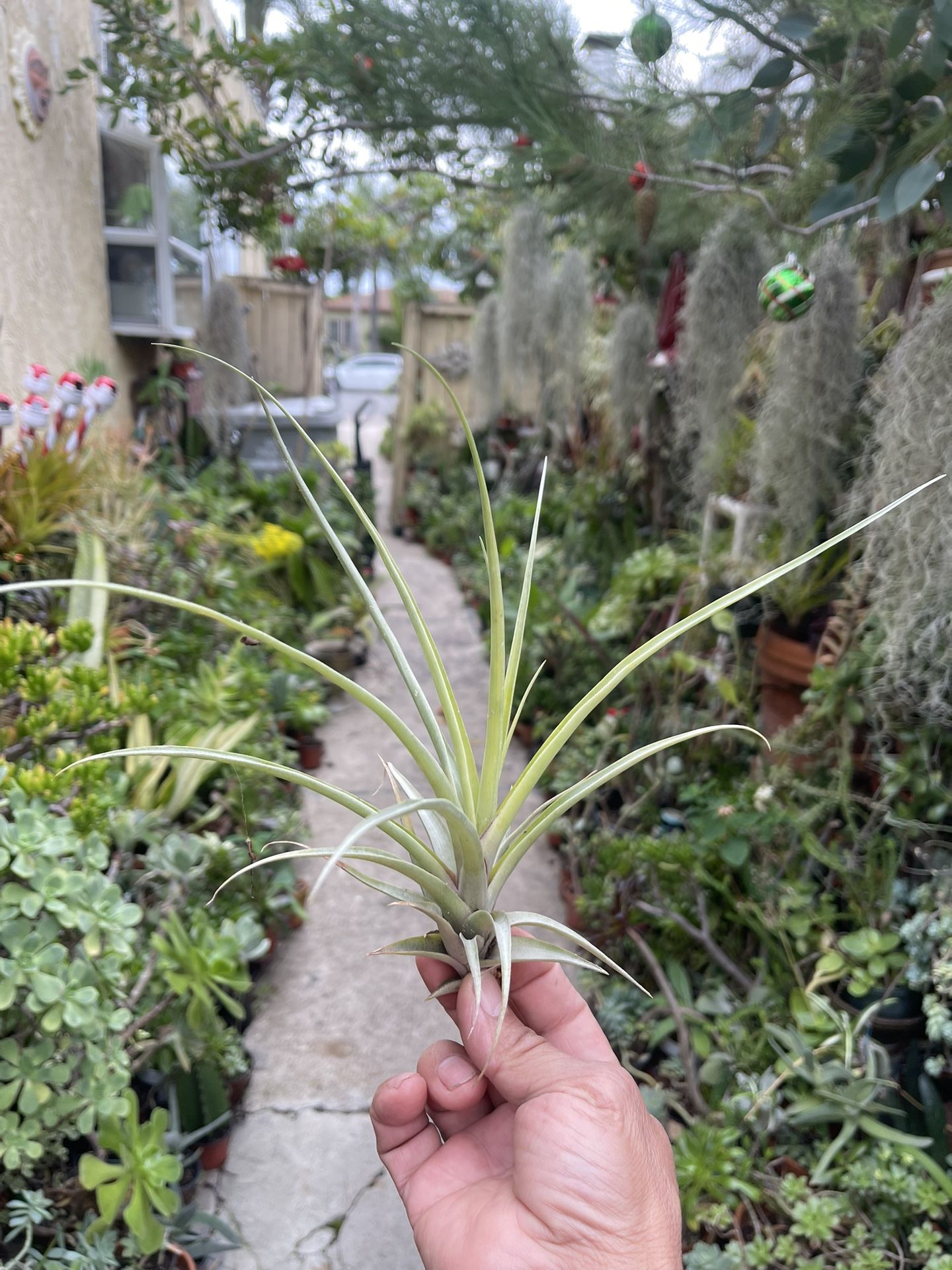 Air Plant