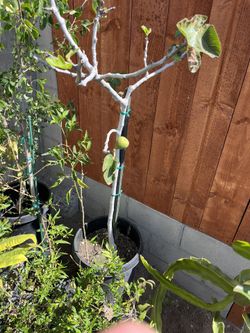FIG TREE 4’0”