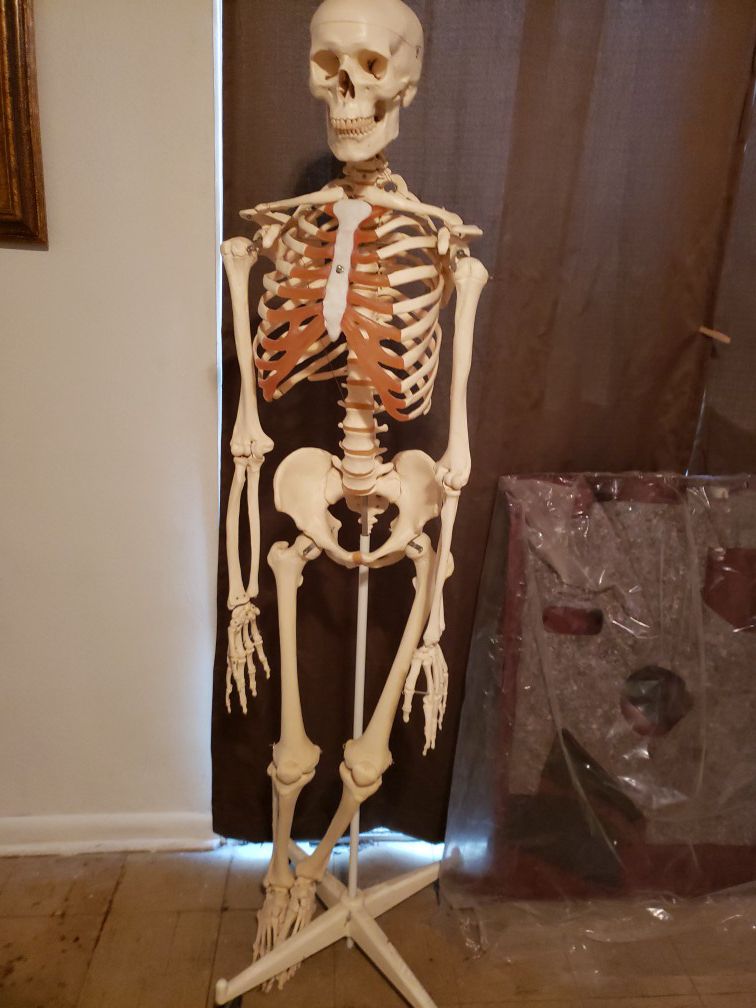 Life size anatomy skeleton