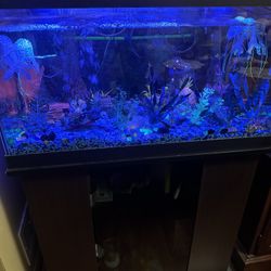Fish Tank With Accessories 
