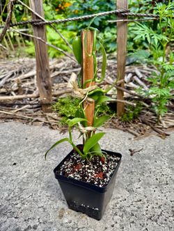 Vanilla Orchid in 3” pot $15 each
