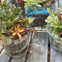 Living Succulents 