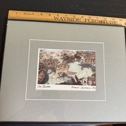 11x 14” Framed Sea Turtles Photo Grand Cayman