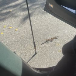 BASSX ST. CROIX FISHING ROD