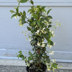 Blooming Fragrant Star Jasmine Outdoor Perrenial 
