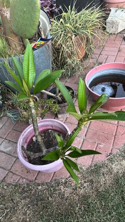 Plumeria- free
