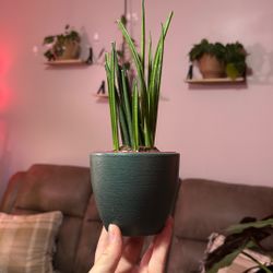 Cylinder Snake plant 