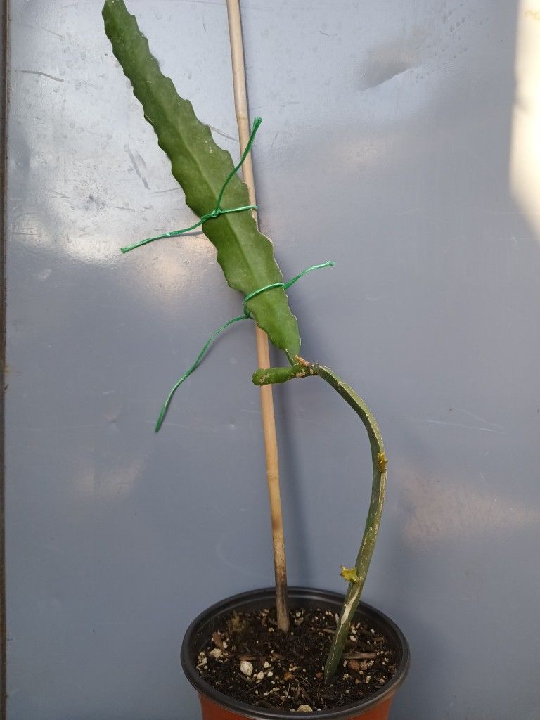 Epiphyllum Plant