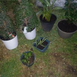 6 Live Potted Plants