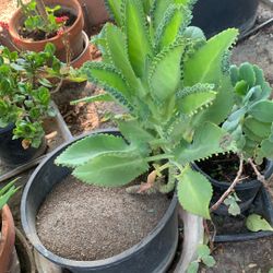 Beautiful Plant 