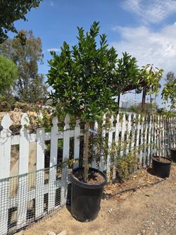 $255 Mature mandarin tree with fruit 🍊