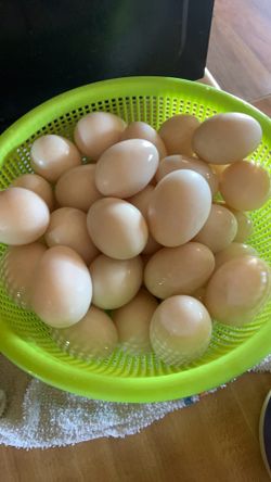 Duck eggs