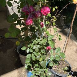 Pink Rose Bush