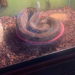 Red Tail Boa For Sale 