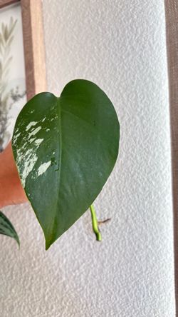 Slightly variegated monstera cuttings