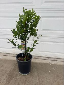 Calamondin fruitting