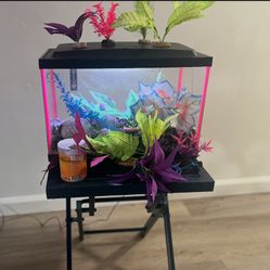 Fish Tank 