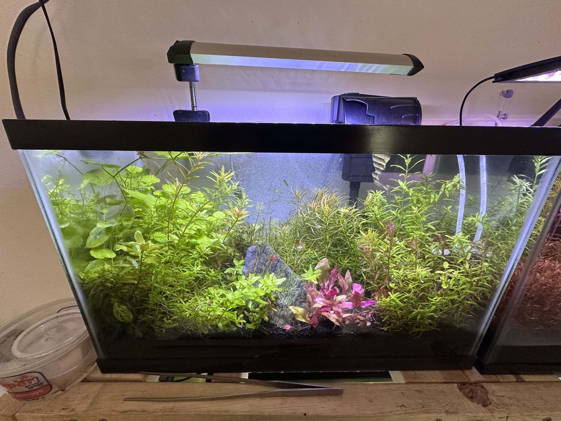 10 gallon aquarium