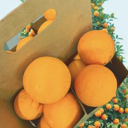 Fresh Free Oranges!