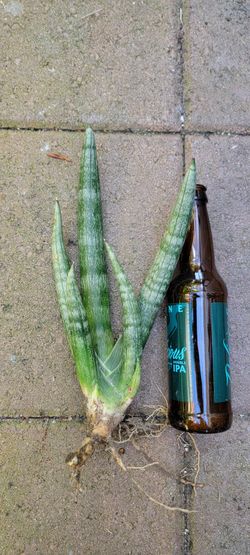Sanserveria Cylindrica Moster Finger Snake Plant