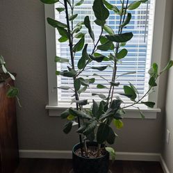 Large Ficus Audrey