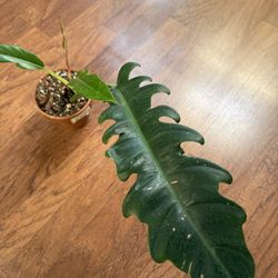 Philodendron Jungle Boogie In Terracotta Pot
