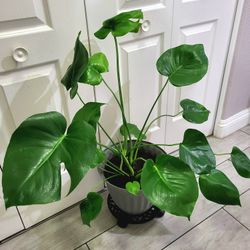 🌿Healthy Live Air Purifying Houseplant Monstera Deliciosa 31" Tall In Pot Diameter 12" ~ Easy To Grow