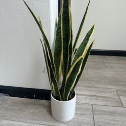 Faux Plant In pot  Plant Snake Plant Indoor 