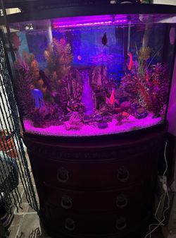 Fresh Water Aquarium