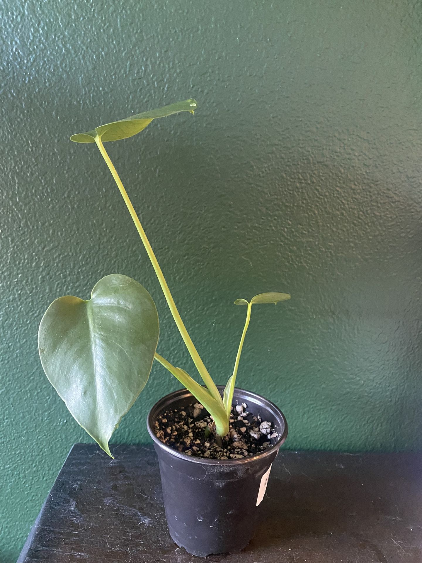Healthy Monstera Plants For Sale 