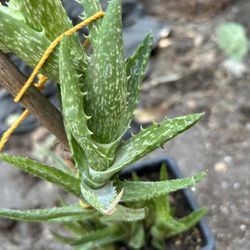 Planta