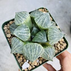 Haworthia Imported