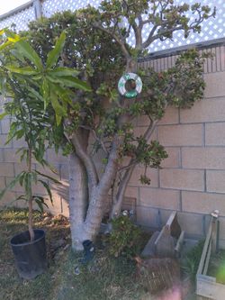 Jade plant