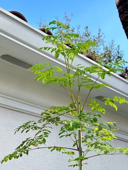 Organic Moringa seedling 6ft $25.00 CASH ONLY PICK UP: DELRAY BEACH YES AVAILABLE