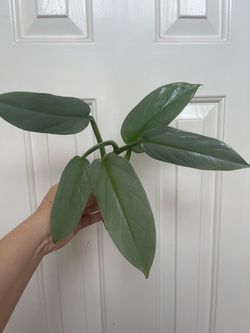 Philodendron Silver sword plant CUTTING