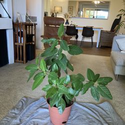 2ft Plant - Ficus Audrey