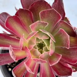 Aeonium Rochelle