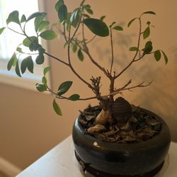 Bonsai 