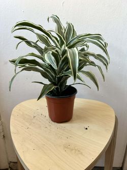 Dracaena
