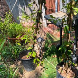 Planta Enredadera 