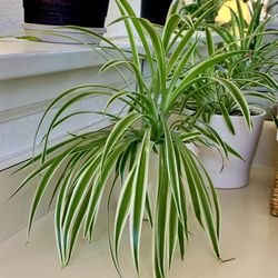 Variegated Spider Plants
