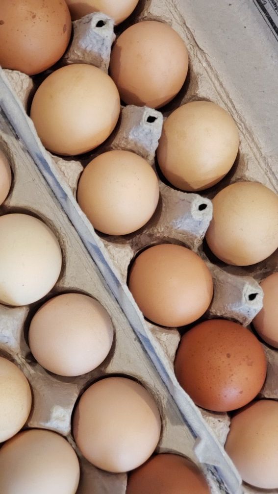 Farm Fresh Brown Eggs! for Sale in Snohomish, WA OfferUp
