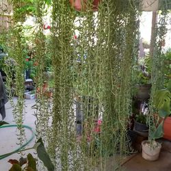 banana a $30 cada una