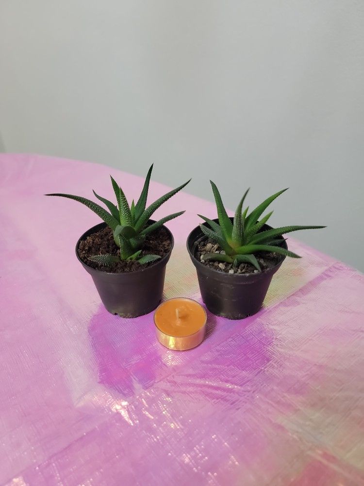 Haworthia attenuata/Zebra Haworthia/live Indoor Succulent 