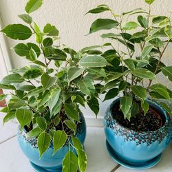 🌿Air Purification. The Weeping Fig isn't just a pretty face; it's a toxin buster.