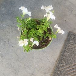 White Flower
