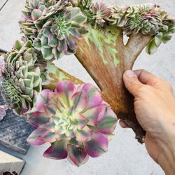Aeonium Quingcheng Imported Crest