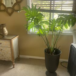 Philodendron Plant 5”ft